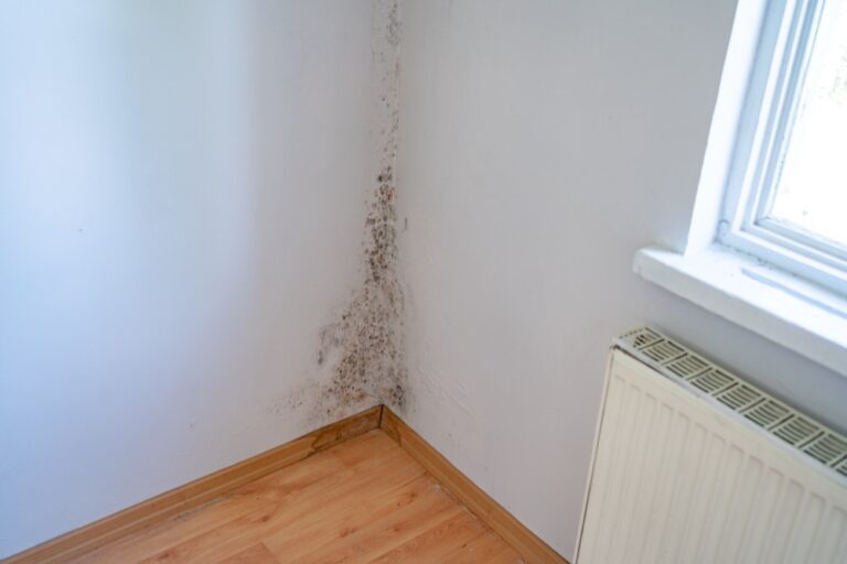 Wall Damaged By Black Mold And Fungus In Bedroom